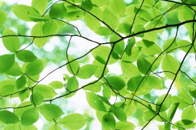 24 Solar Terms Beginning of Summer HD Pictures Desktop Wallpaper