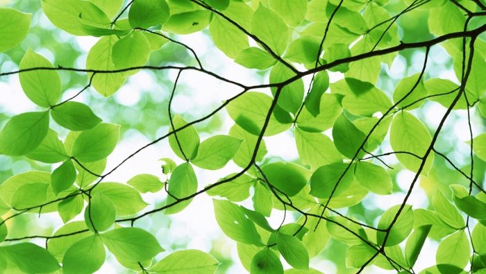 24节气立夏高清图片桌面壁纸