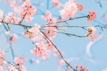 小清新櫻花樹手機壁紙圖片