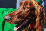 Lively Irish Setter Pictures