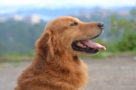 Golden Retriever Pictures