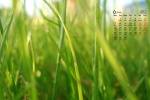 June 2021 Xiaoman solar term desktop calendar wallpaper