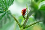 Bright ladybug pictures