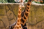giraffe pictures south africa giraffe pictures