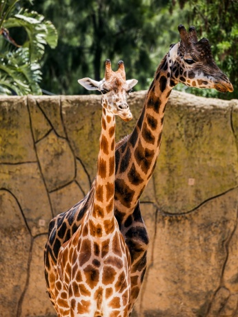 giraffe pictures south africa giraffe pictures