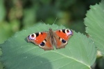 Beautiful peacock butterfly pictures