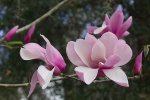 Magnolia flower photography HD desktop wallpaper