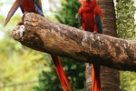 Colorful macaw pictures