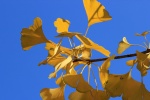 Beautiful ginkgo leaves pictures desktop wallpaper