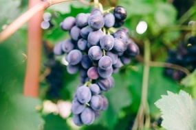 Purple grape photography material HD desktop wallpaper