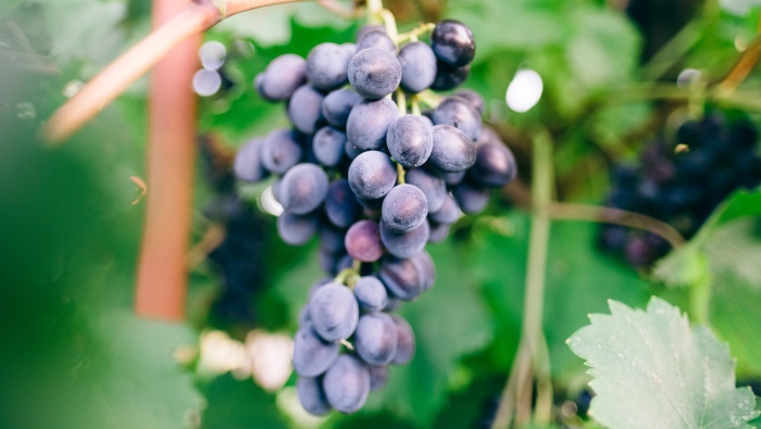 紫色葡萄攝影素材高清桌麵壁紙