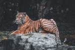 King of the forest tiger picture