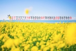 2022年4月护眼油菜花桌面日历壁纸