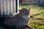 Fierce cheetah pictures