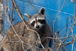 Cute little raccoon pictures