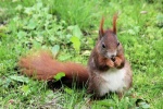 Cute little squirrel pictures