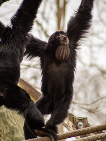 Siamese ape pictures