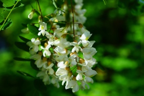 HD sophora flower picture desktop wallpaper