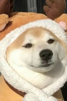 Cute animal Shiba Inu avatar picture