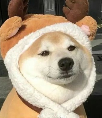 可爱动物柴犬头像图片