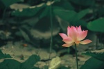 Beautiful scenery lotus pond lotus scenery
