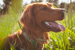 爱尔兰雪达犬图片桌面壁纸