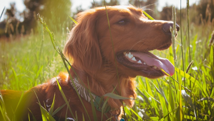 Irish Setter Dog Pictures Desktop Wallpaper