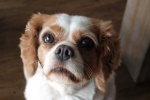 King Charles Spaniel Pictures