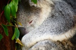 Sleeping koala pictures