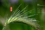 2022年4月節氣穀雨日曆壁紙