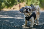 Shih Tzu dog pictures desktop wallpaper