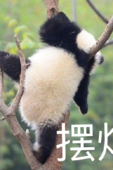 panda expression pack