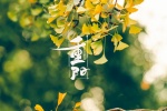 September 9th Double Ninth Festival ginkgo leaves picture wallpaper