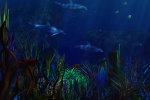 海洋世界水族馆图片桌面壁纸
