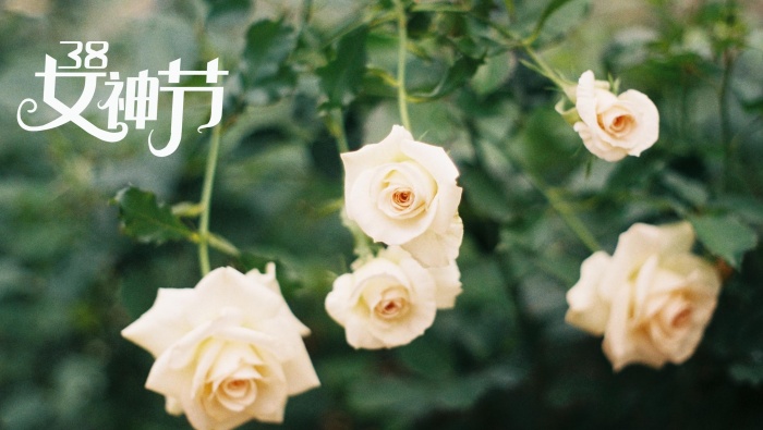 38 Goddess Day Rose Pictures Desktop Wallpaper