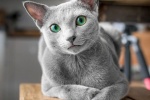 Russian blue cat pictures