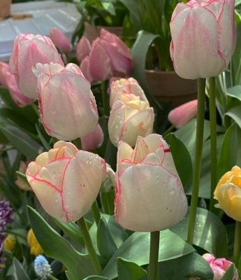 520浪漫唯美的鲜花微信头像图片