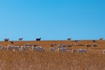Goat on the grassland picture desktop wallpaper
