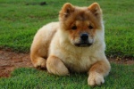 鬆獅犬圖片 鬆獅狗圖片