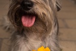 Cute and cute Schnauzer pictures