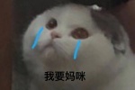 我要妈咪表情包