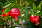 Pomegranate on the pomegranate tree picture desktop wallpaper