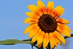 Golden sunflower pictures desktop wallpaper