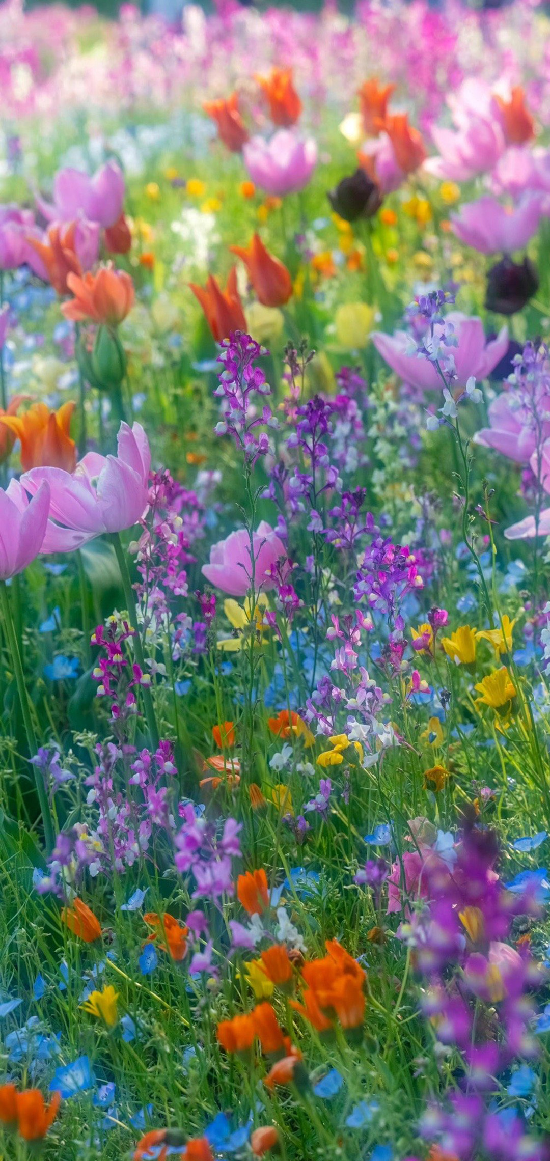 五月的花卉美景图片手机壁纸