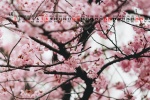 May 2022 pink cherry blossom desktop calendar wallpaper