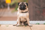 May 2021 cute pug desktop calendar wallpaper