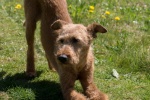 Irish Terrier Pictures