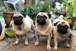 Cute and cute pug pictures