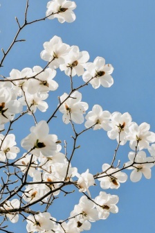 Tianmu Mulan mobile wallpaper pictures