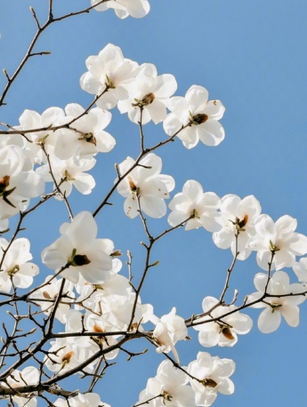 天目木蘭手機壁紙圖片